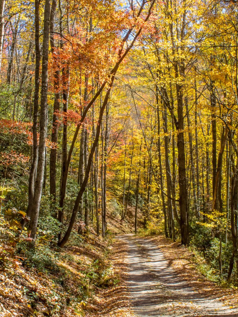 Great Smoky Mountains National Park - Trail