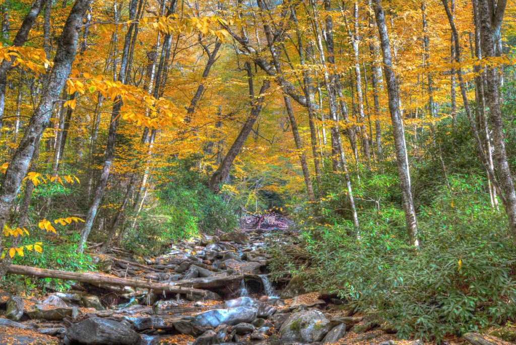 Great Smoky Mountains National Park Stream